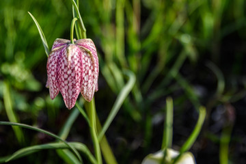 Single Checkered Lily (Fritillaria) in bloom in a sunny garden
