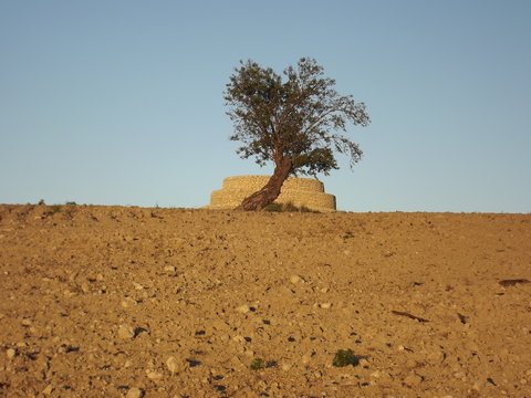 ulivo ragusano solitario
