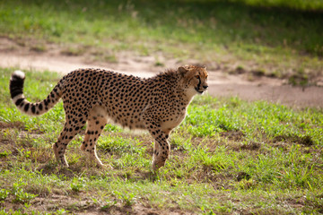 cheetah