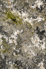 Gray and white rock with lichens in green and black, as a textured nature background
