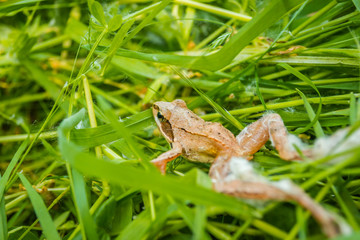 closeup of agile frog