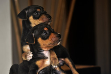 Puppies Brothers with Adorable Look