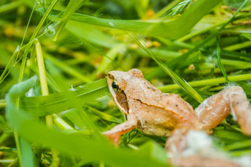 closeup of agile frog