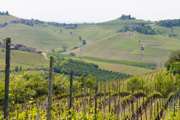 Landscape with vineyards from Langhe,Italian agriculture