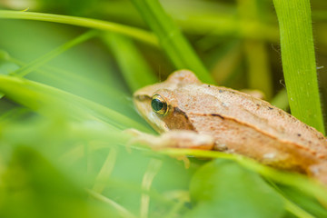 closeup of agile frog