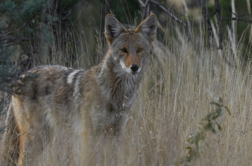 Coyote in West Texas