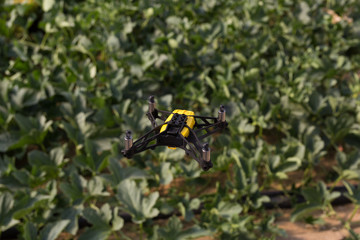 Mini dron volando en un invernadero sobre un cultivo de melón