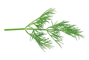 Fresh dill on a white background