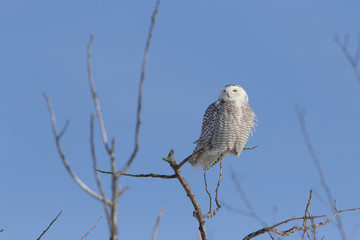 Snowy owl female in winter