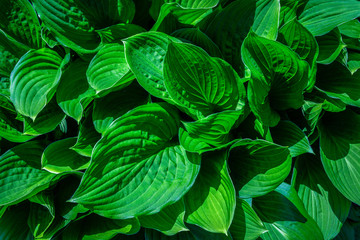 Natural abstract background with green leaves in close-up.
