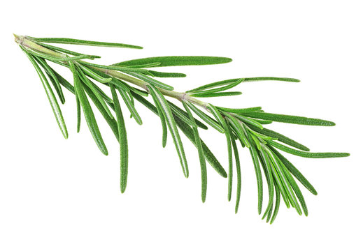 Fresh rosemary isolated on a white background, closeup.