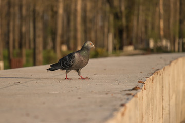  A pigeon on concrete wall