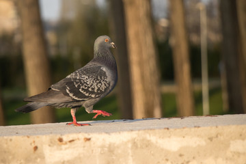A pigeon walking on concrete