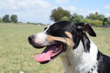 portrait of a dog walking in the park on a sunny afternoon