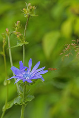 Blue flower of chicory on green grass blured background