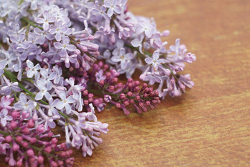 Lilac on the table close up