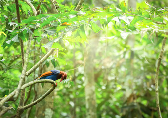 Sri Lankan endemic Ceylon Blue Magpie Urocissa ornata