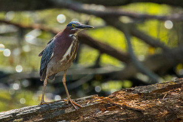 Perched Green Heron Virginia