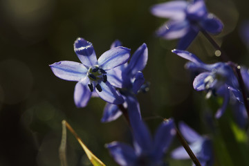 Scilla flower closeup with raindrops