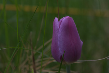 tulip, single, one flower, lilac, purple,  dark,  green background, closeup - 203446899