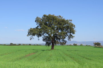 Campagna