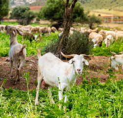 Naklejka na ściany i meble Sheeps Grazing in a Field