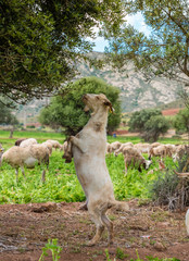 Sheeps Grazing in a Field