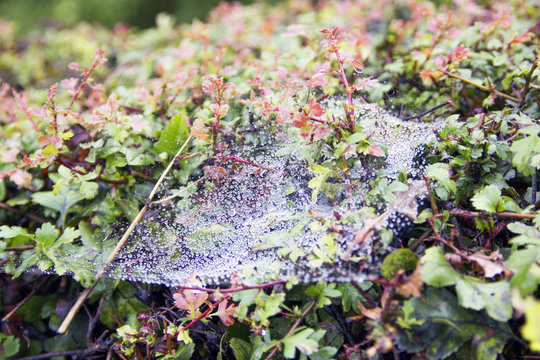 The Spider Web With Water Drops