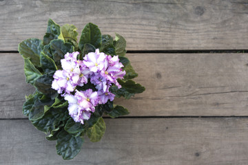 Flowers of violets lilac-white on a background from boards. View from the top.