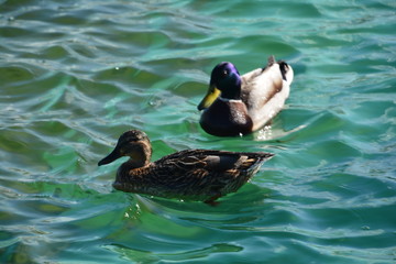 Obraz premium duck bird Mallard water lake nature animal wildlife pond river wing reflection brown feather Swan green light blue swim fauna Park zoo