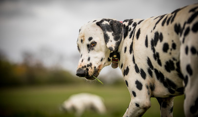 Dalmatian chewing grass