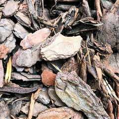 Decorative chips from bark of tree