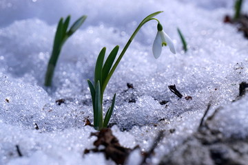 Snowdrops in the snow. The first spring colors. Spring background.
