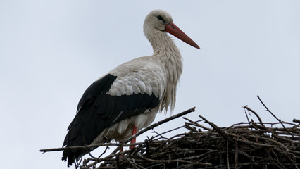 stork on a nest