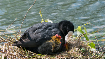 Common coot with chicks on a nest
