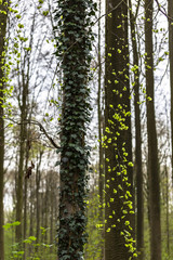 Ivy on tree trunks in springtime