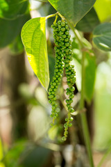 Green Peppercorn