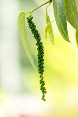 Green Peppercorn
