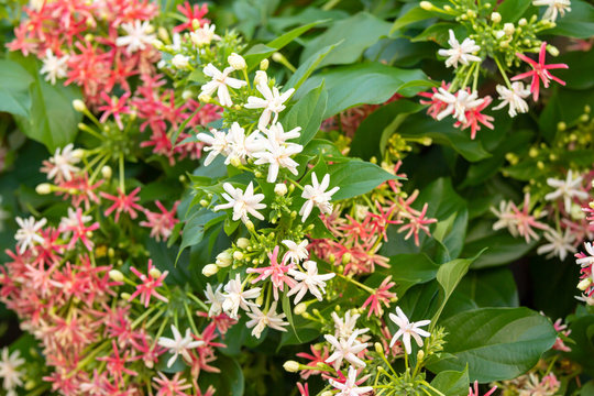 Rangoon Creeper, Combretum indicum flower