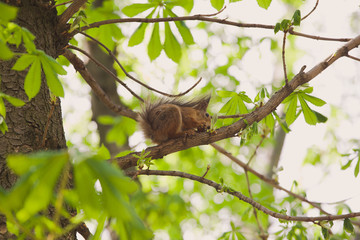 Cute brown squirrel sits on branch of tree and eats walnut on spring sunny day outside. Horizontal color photography.