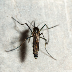 Mosquito on wall
