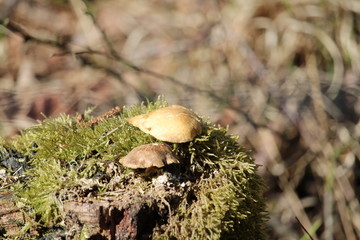 Small Mushrooms On A Tree Stump