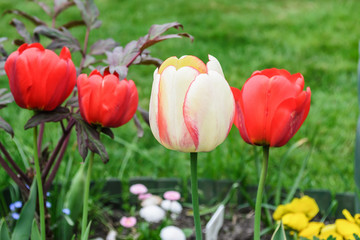 Tulip flowers bloom in the garden.