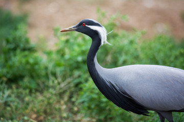 Naklejka premium Demoiselle crane / Anthropoides virgo. Chyornye Zemli (Black Lands) Nature Reserve, Kalmykia region, Russia.