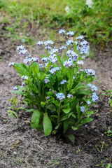 Myosotis flowers in the garden.