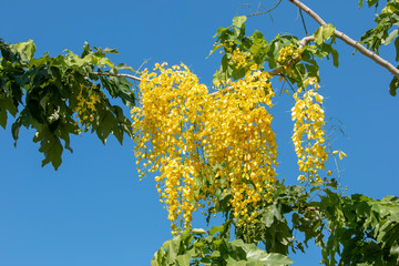 golden flower background