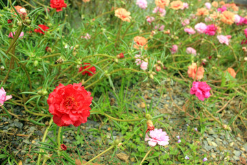 Obraz na płótnie Canvas Portulaca oleracea in the garden.