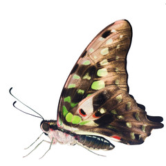 The tailed jay butterfly, or green triangle, Graphium agamemnon, is isolated on white background. The butterfly has closed wing showing the underside of black with green and gray-pink, ready to fly