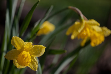 Fototapeta premium Yellow Narcissus Flower Rain Drops 