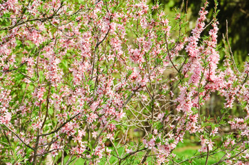 Almonds (Prunus dulcis) in bloom. Tree branches covered with many pink flowers